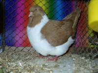 761 hv 1,0j Frank Gr�fe