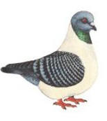 Strasser blaugeh�mmert