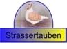 G�stebuch